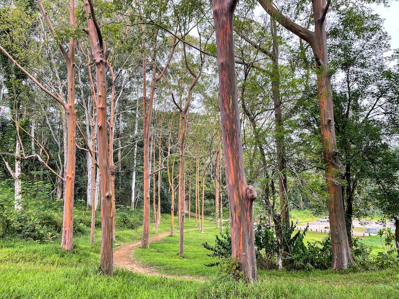 Rainbow gum trees in Keahua Arboretum on Kauai