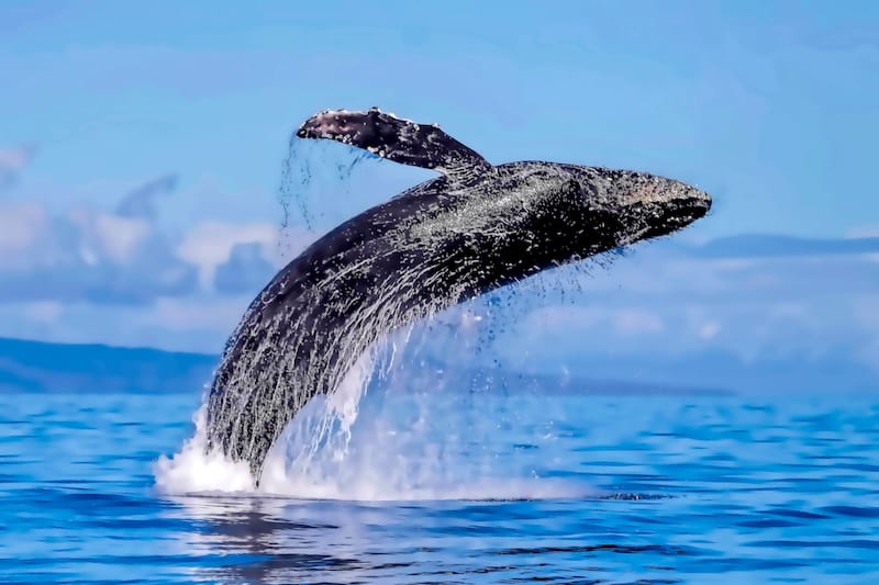 Whale watching on Maui