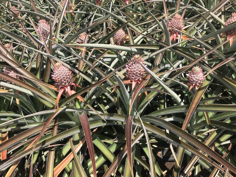 Maui Pineapple Plantation