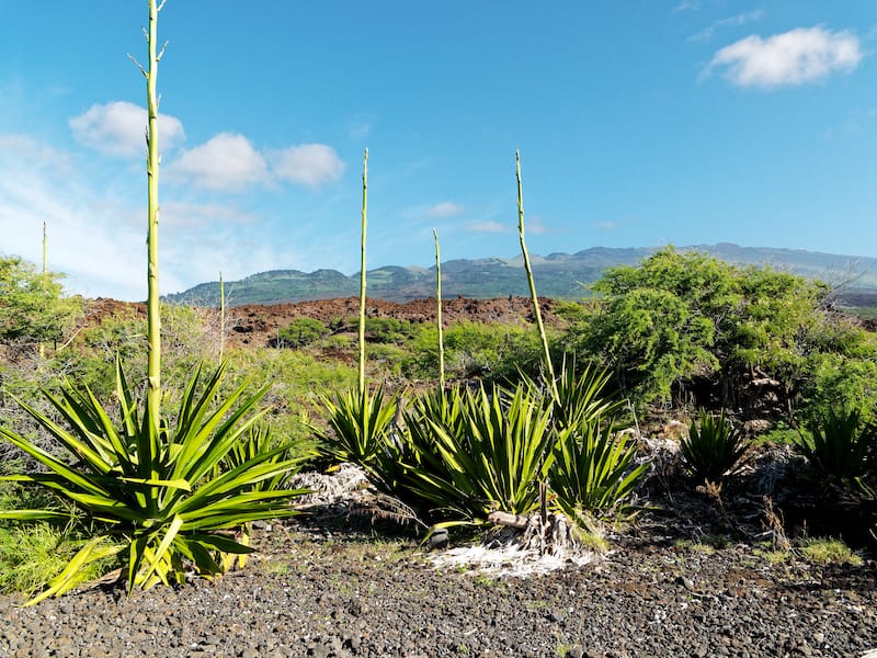 Hoapili Trail