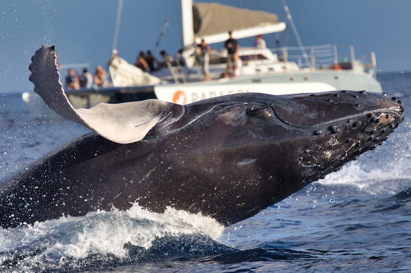 If you visit Maui in winter - you need to go whale watching!