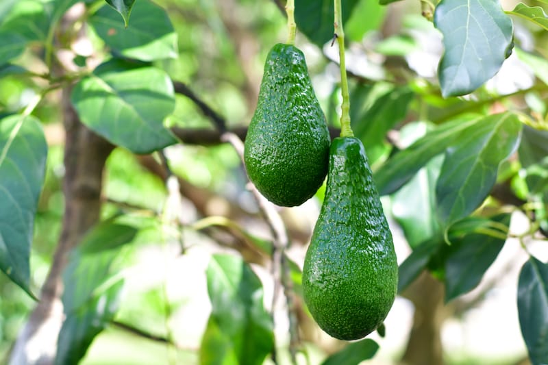 Avocados are a Hawaii favorite