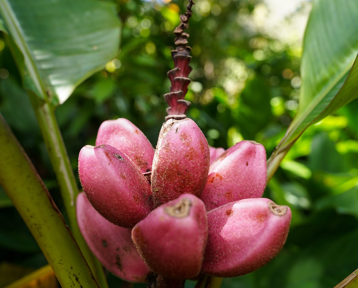 Bananas in Hawaii