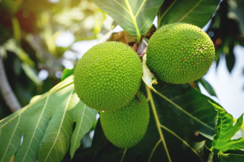 Breadfruit in Hawaii