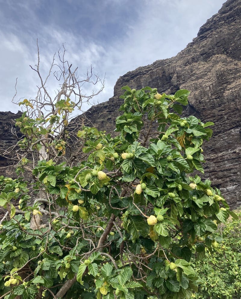 Noni trees on a tour with Captain Andy along the Na Pali Coast