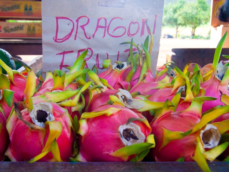 Dragon fruit on the North Shore of Oahu