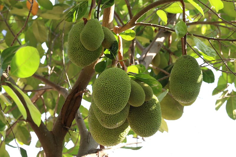 Jackfruit in Hawaii