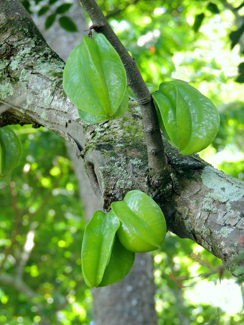 Starfruit tree on Kauai