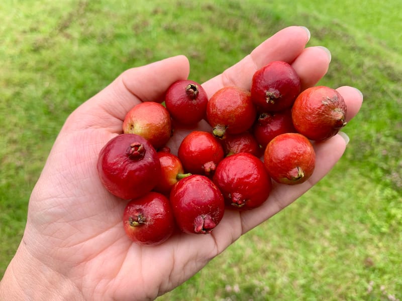 Strawberry Guava in Hawaii