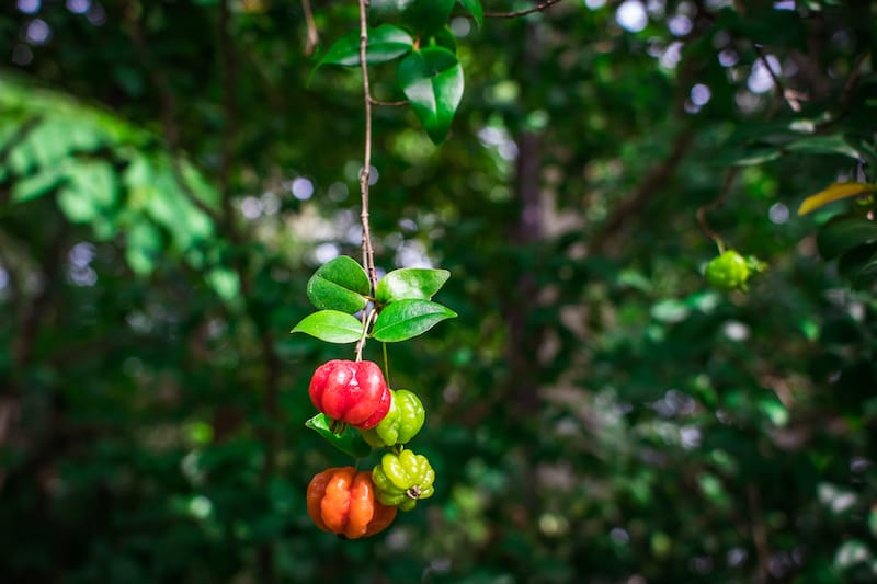 Surinam Cherries