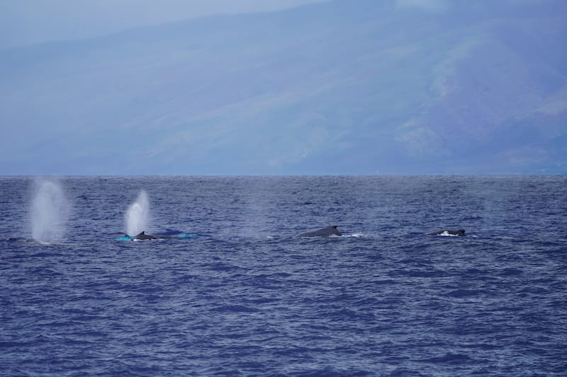 You can enjoy a luau and see whales at the same time (season pending!)