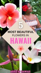 Hawaiian Flowers