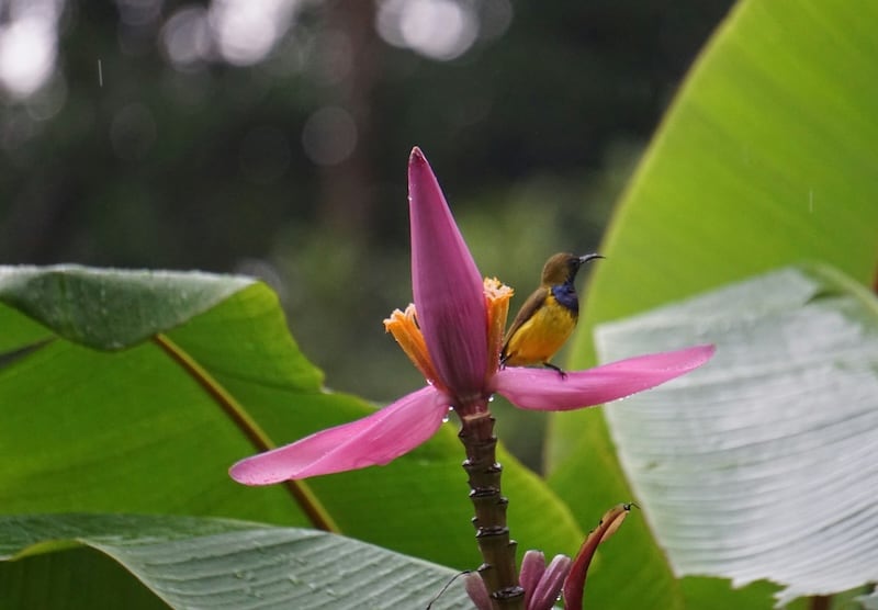 Hawaiian flowers, Bird of Paradise (Strelitzia)