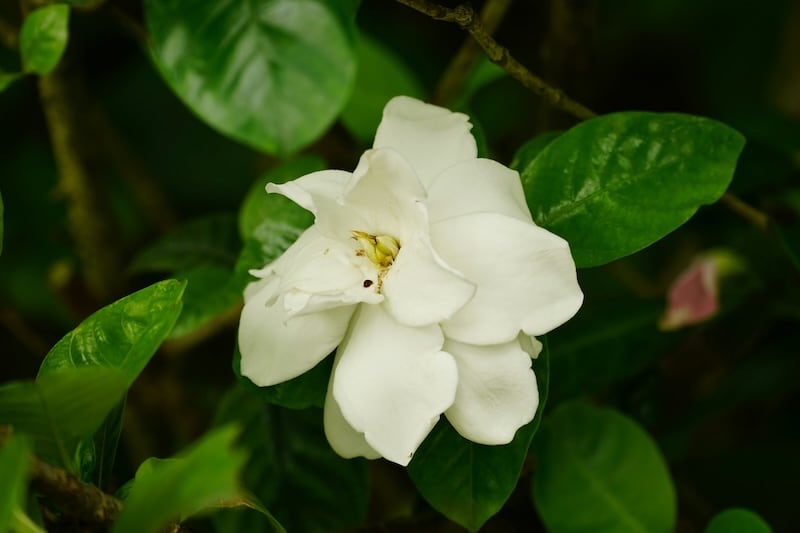 Hawaiian Flowers, Pikake (Arabian Jasmine)