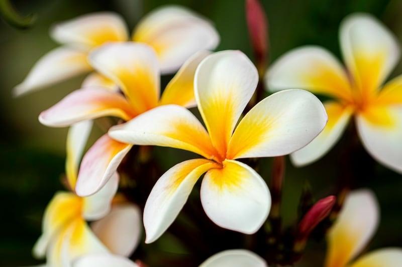 Plumeria (Frangipani)