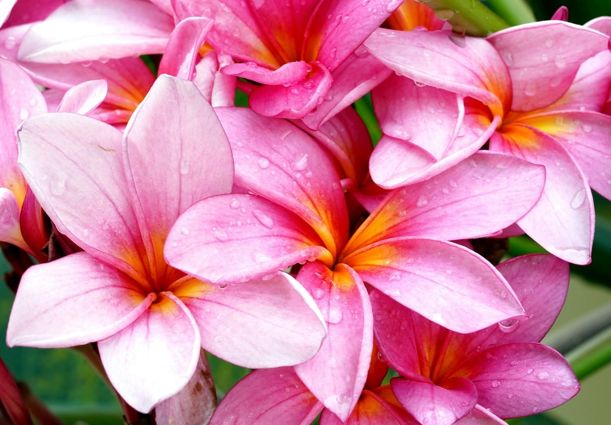 Hawaiian flowers