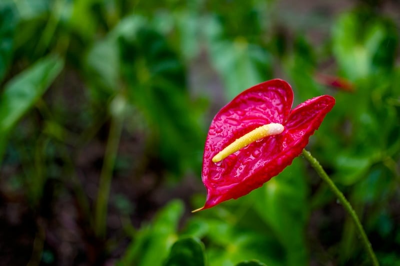 Hawaiian Flowers, Anthurium
