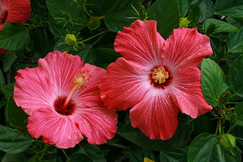Hawaiian flowers, Hibiscus